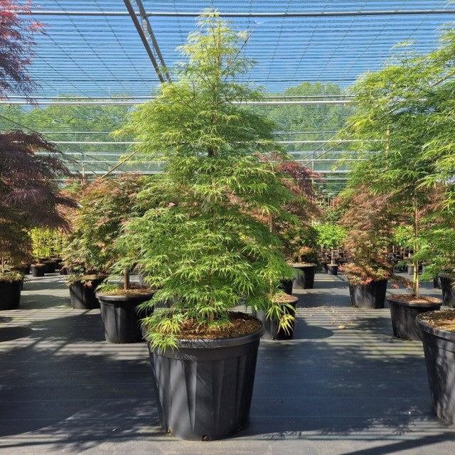 Acer palmatum Dissectum 3L / 10L
