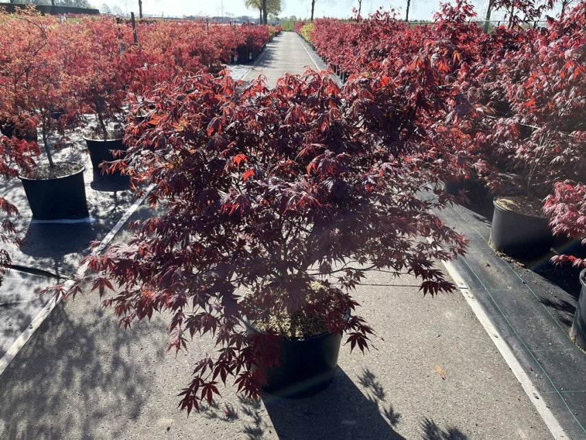 Acer palmatum 'Atropurpureum' 10.5cm / 2L / 3L / 10L