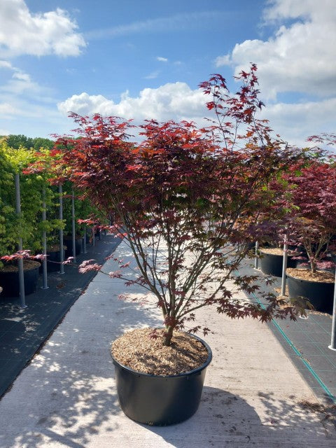 Acer palmatum 'Atropurpureum' 10.5cm / 2L / 3L / 10L