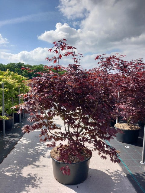 Acer palmatum 'Bloodgood' 3L / 10L