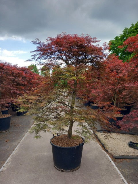 Acer palmatum Garnet 3L / 10L