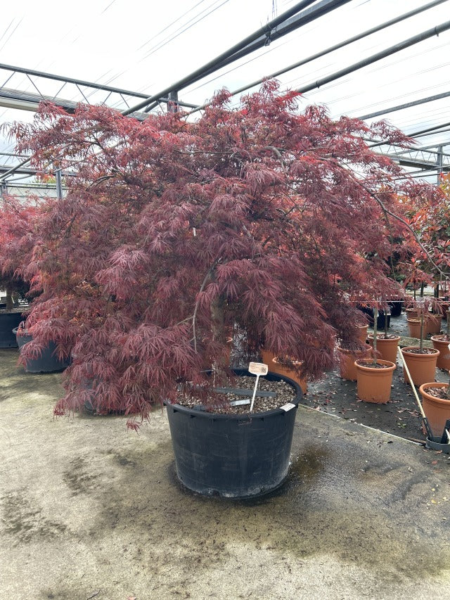 Acer palmatum Garnet 3L / 10L