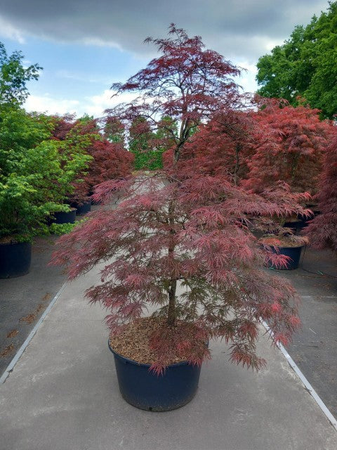 Acer palmatum Garnet 3L / 10L
