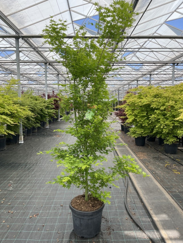 Acer palmatum 'Going Green' 10.5cm/2L/3L
