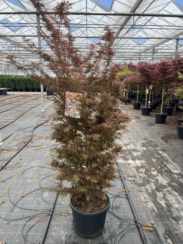 Acer palmatum Jerre Schwartz 3L