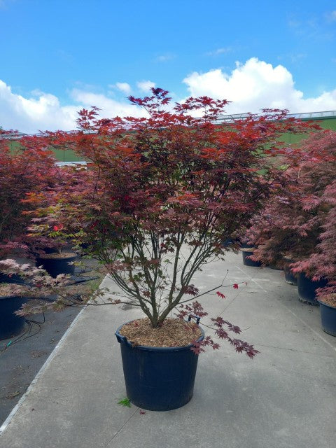 Acer palmatum 'Atropurpureum' 10.5cm / 2L / 3L / 10L