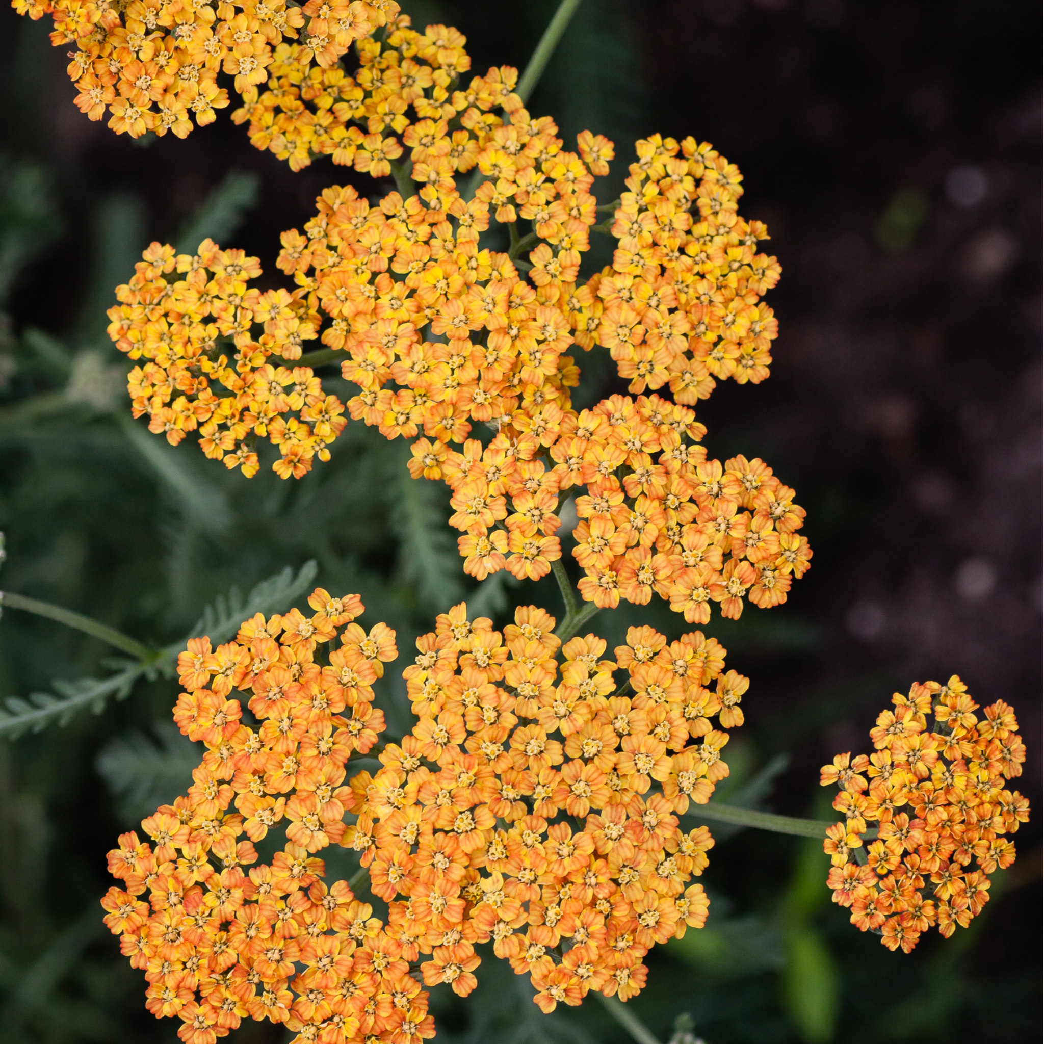 Achillea (Yarrow) - Milly Rock Yellow 1.5L