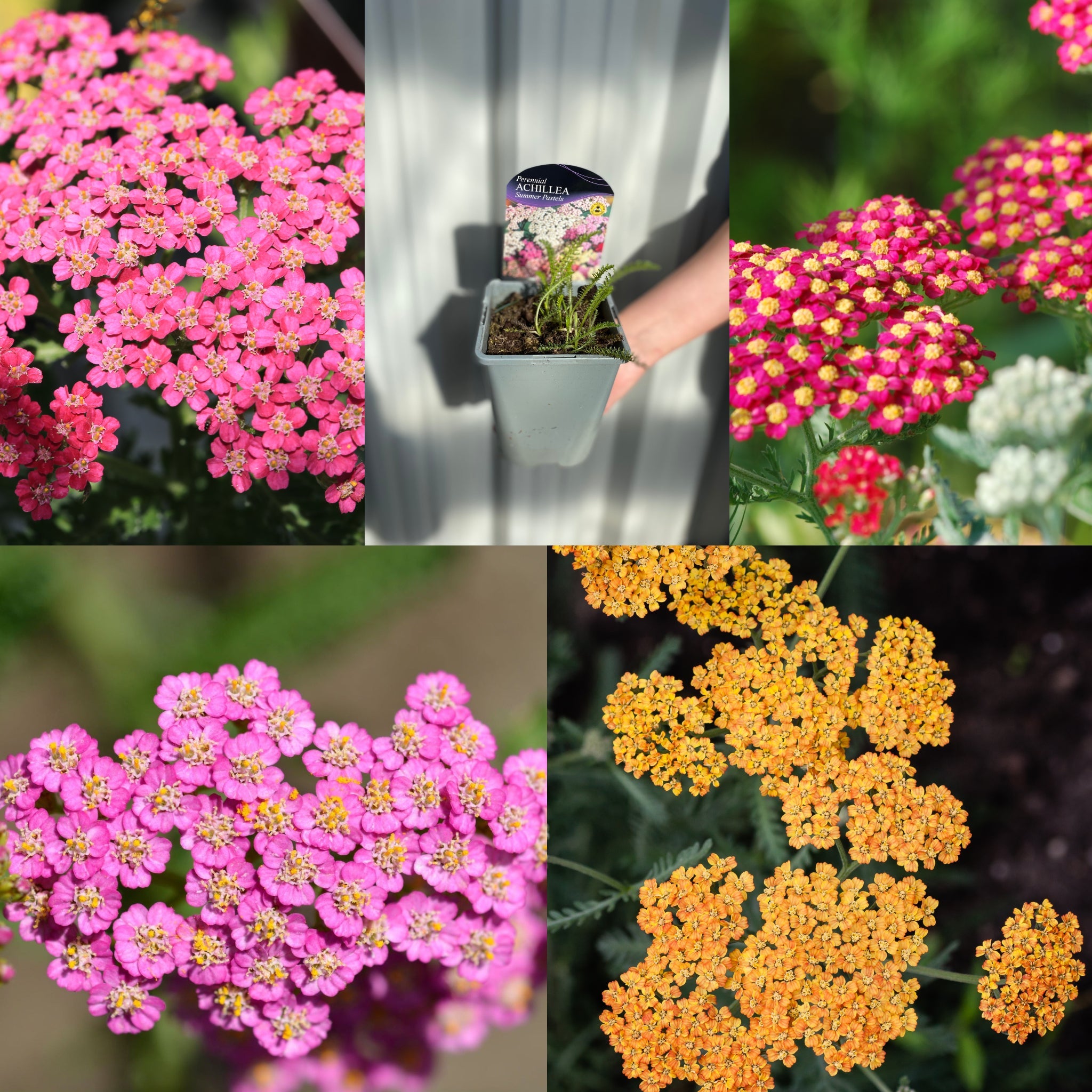 SPECIAL OFFER: Achillea Mix of 5
