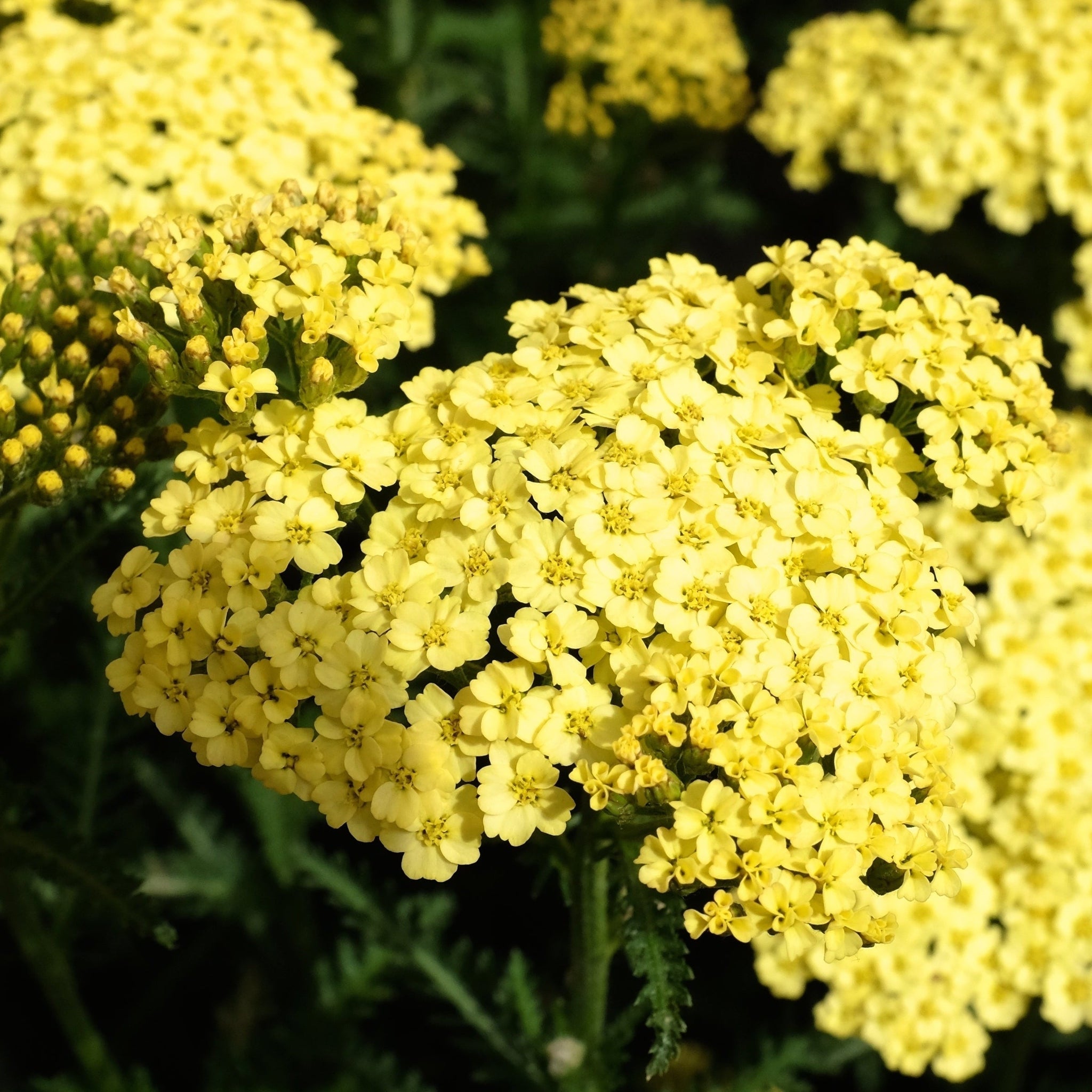 Achillea 'Coronation Gold' 9cm