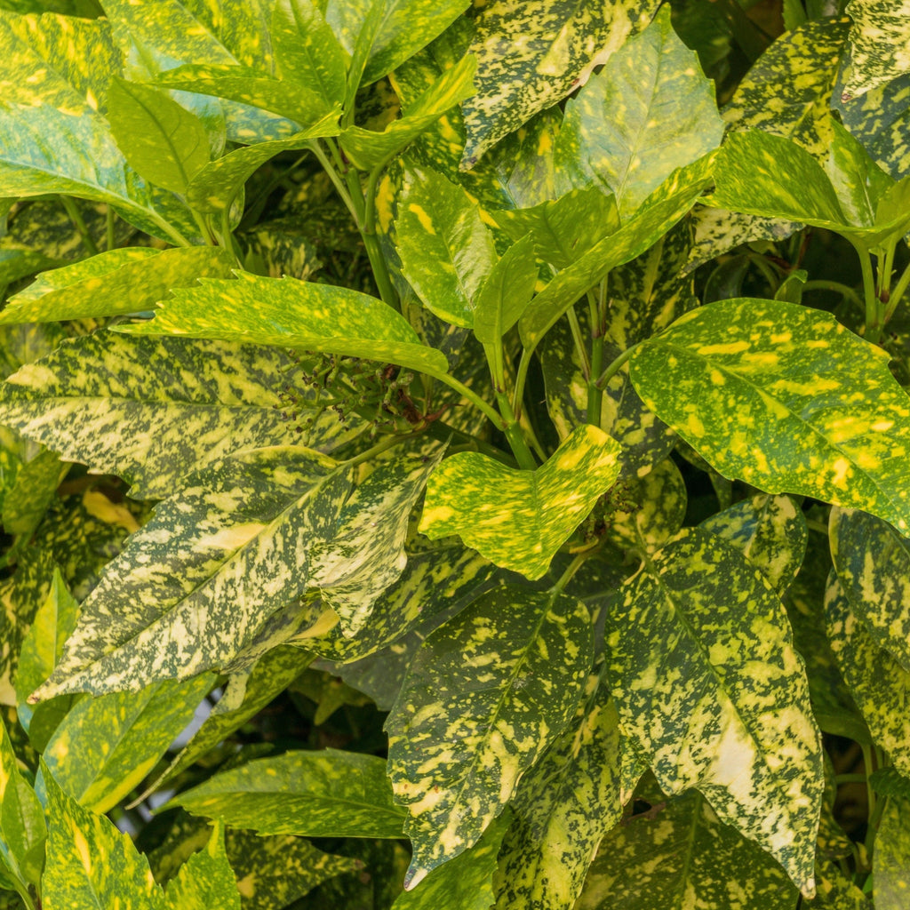 Aucuba Spotted Laurel 2L / 5L