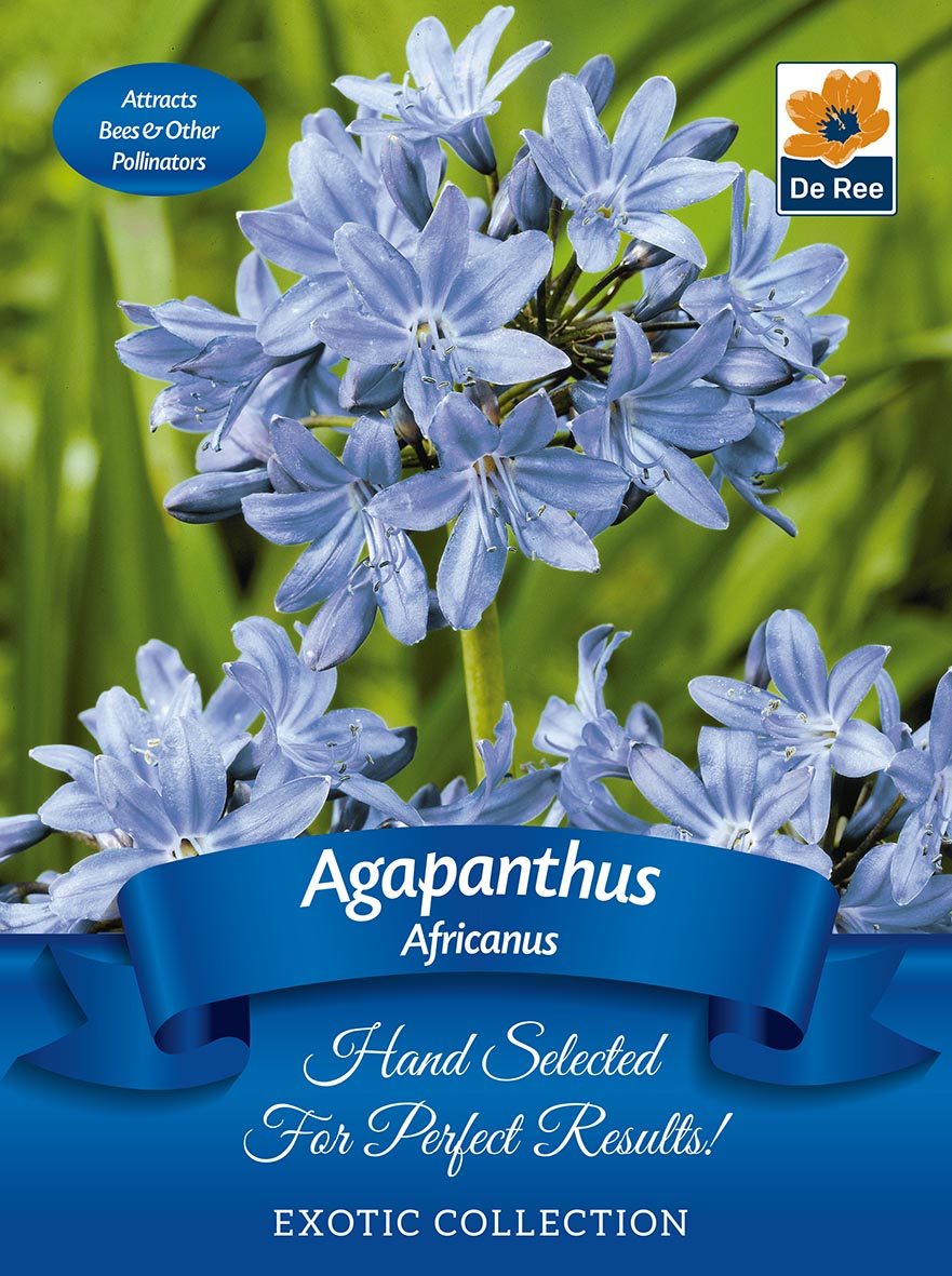 Agapanthus 'Africanus' | Exotic Collection | 1 Bulb