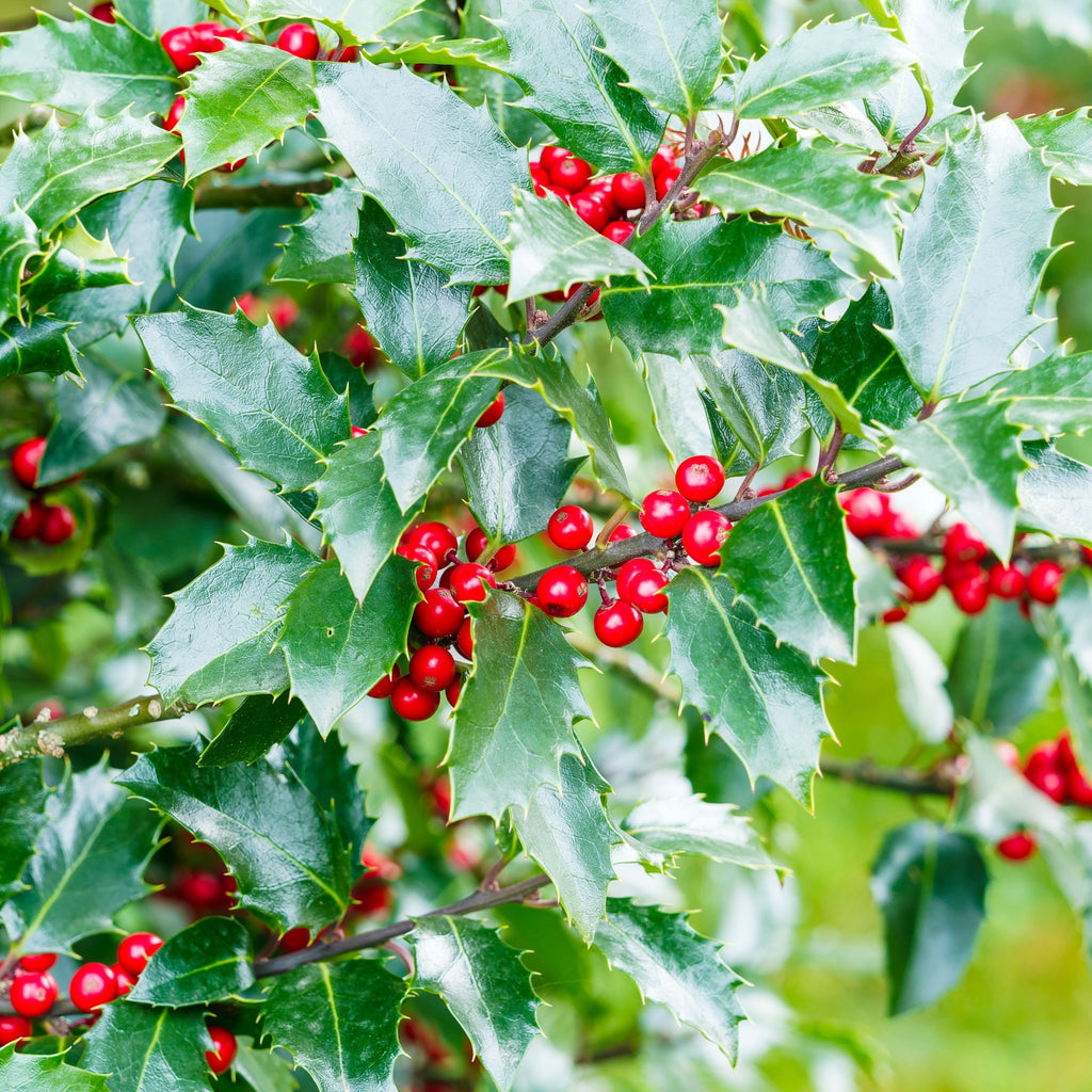 Ilex aquifolium 'Alaska' Holly 2L