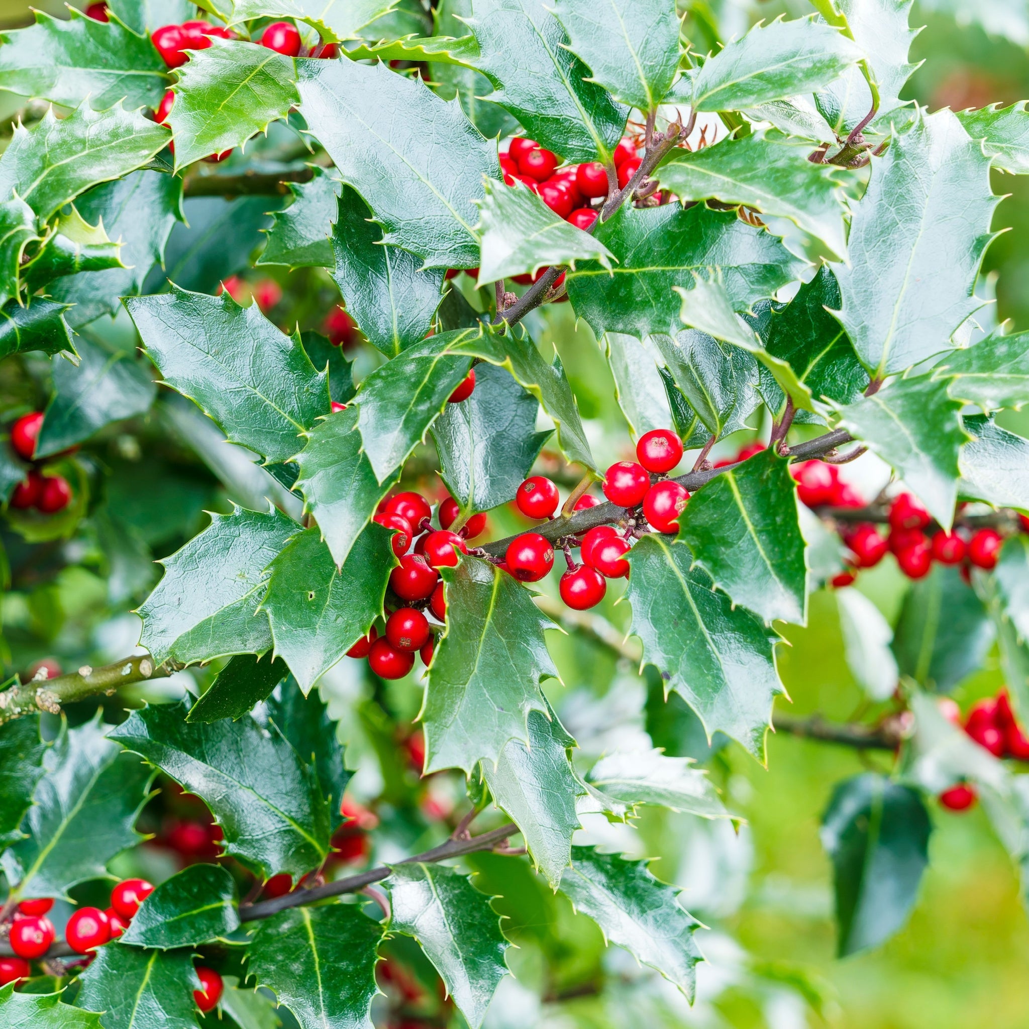Ilex aquifolium 'Alaska' Holly 2L