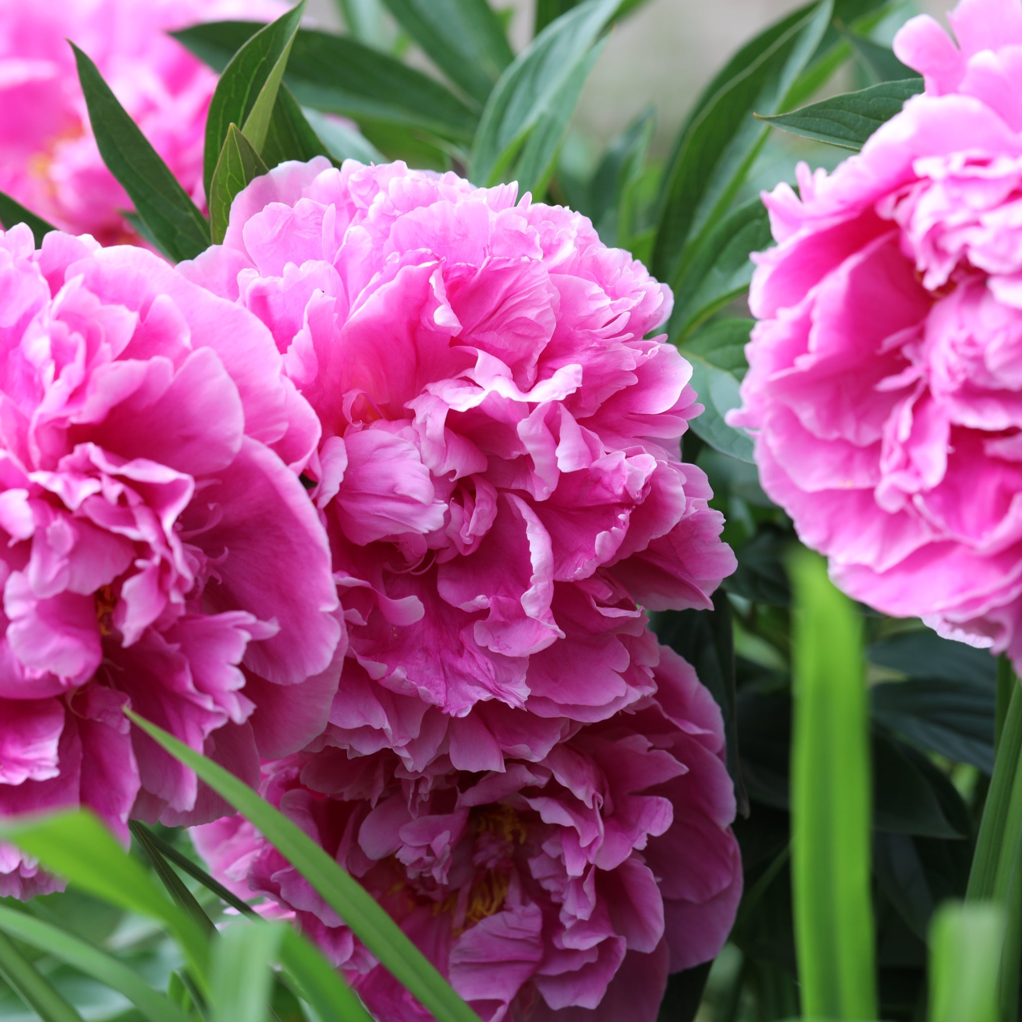 Peony 'Alexander Fleming' 1L