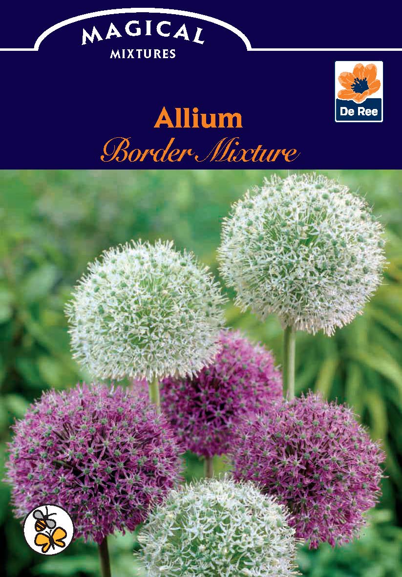 Allium Purple & White (5/10 Bulbs)