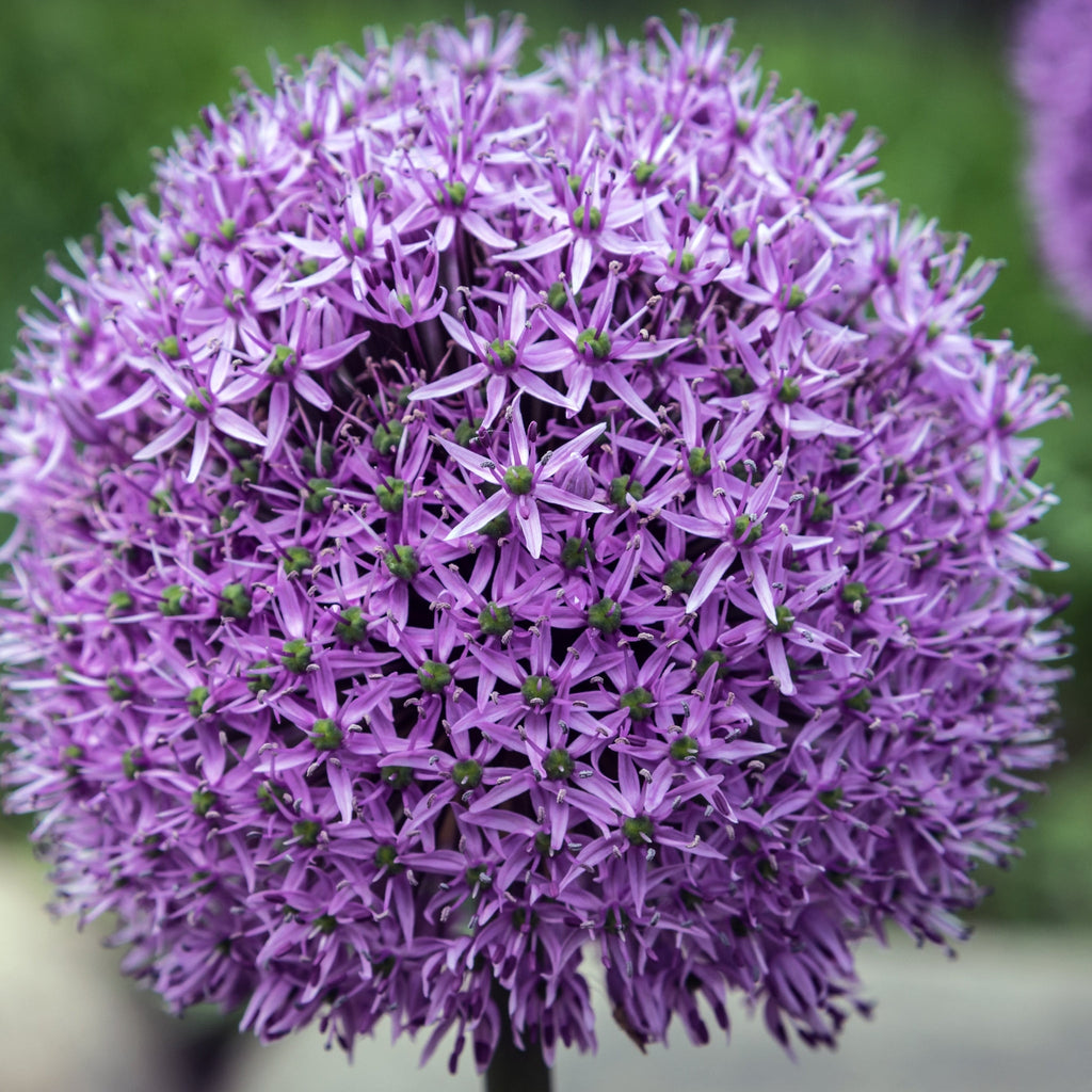 Allium 'Gladiator' 2L Pot