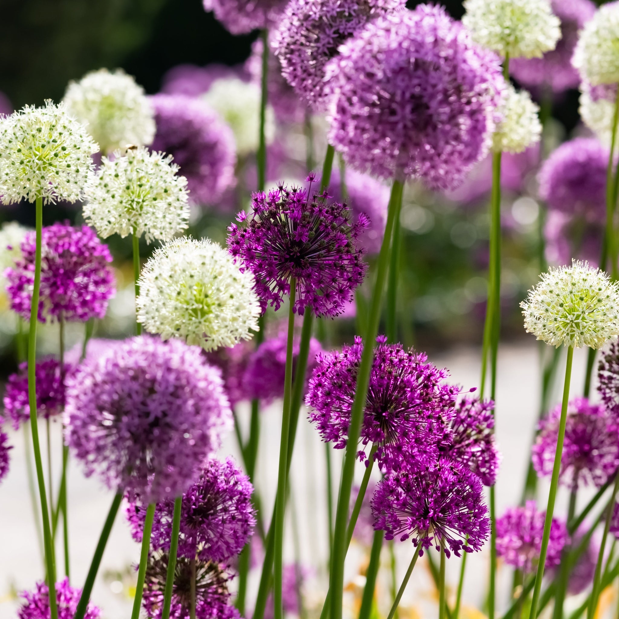 Allium 'Sensation Mixed' (5 Bulbs)