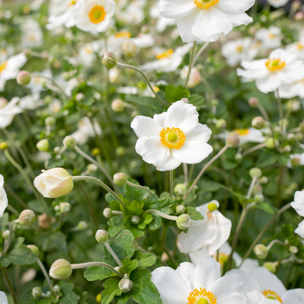 Anemone hybrida Honorine Jobert 9cm - 2L