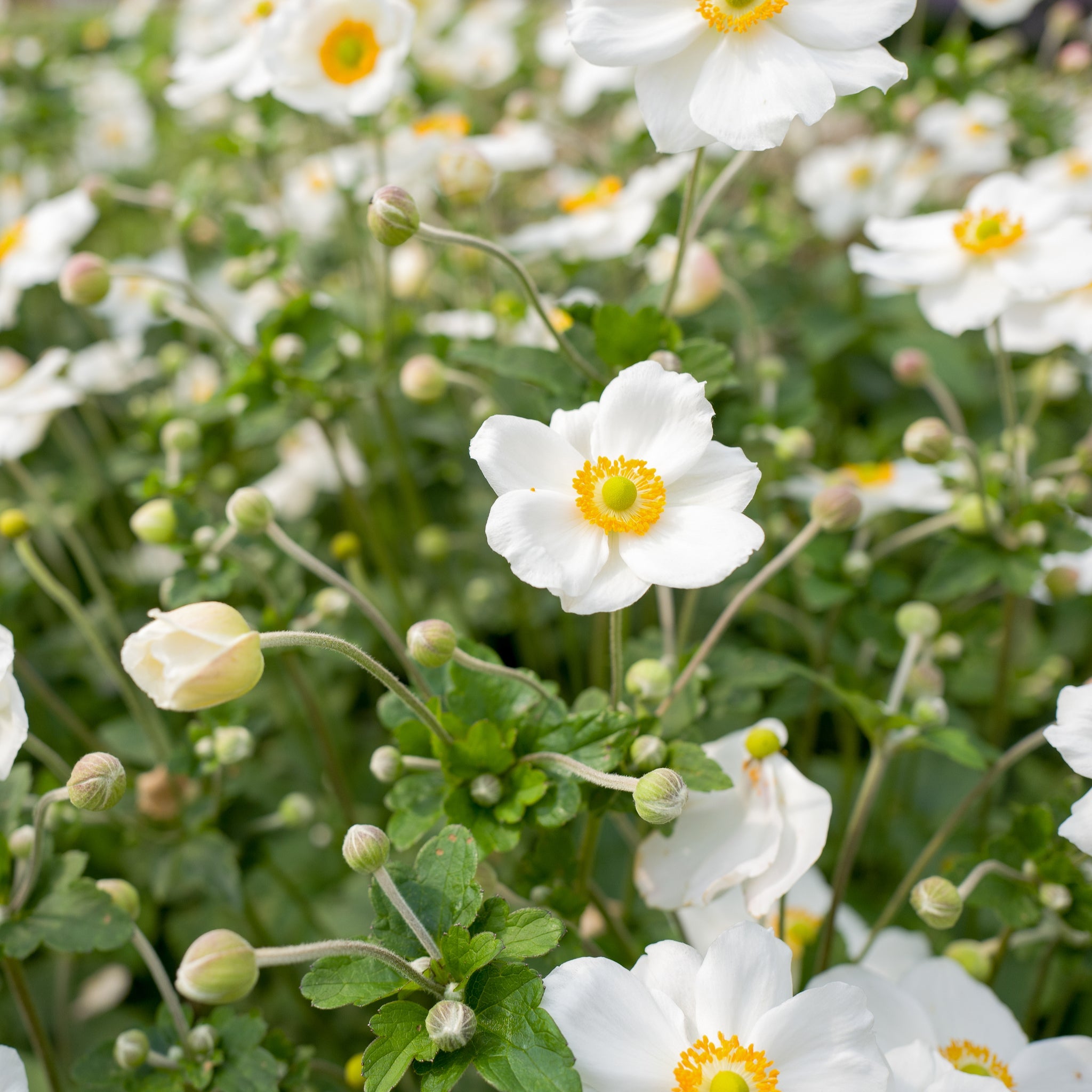 Anemone hybrida Honorine Jobert 9cm - 2L