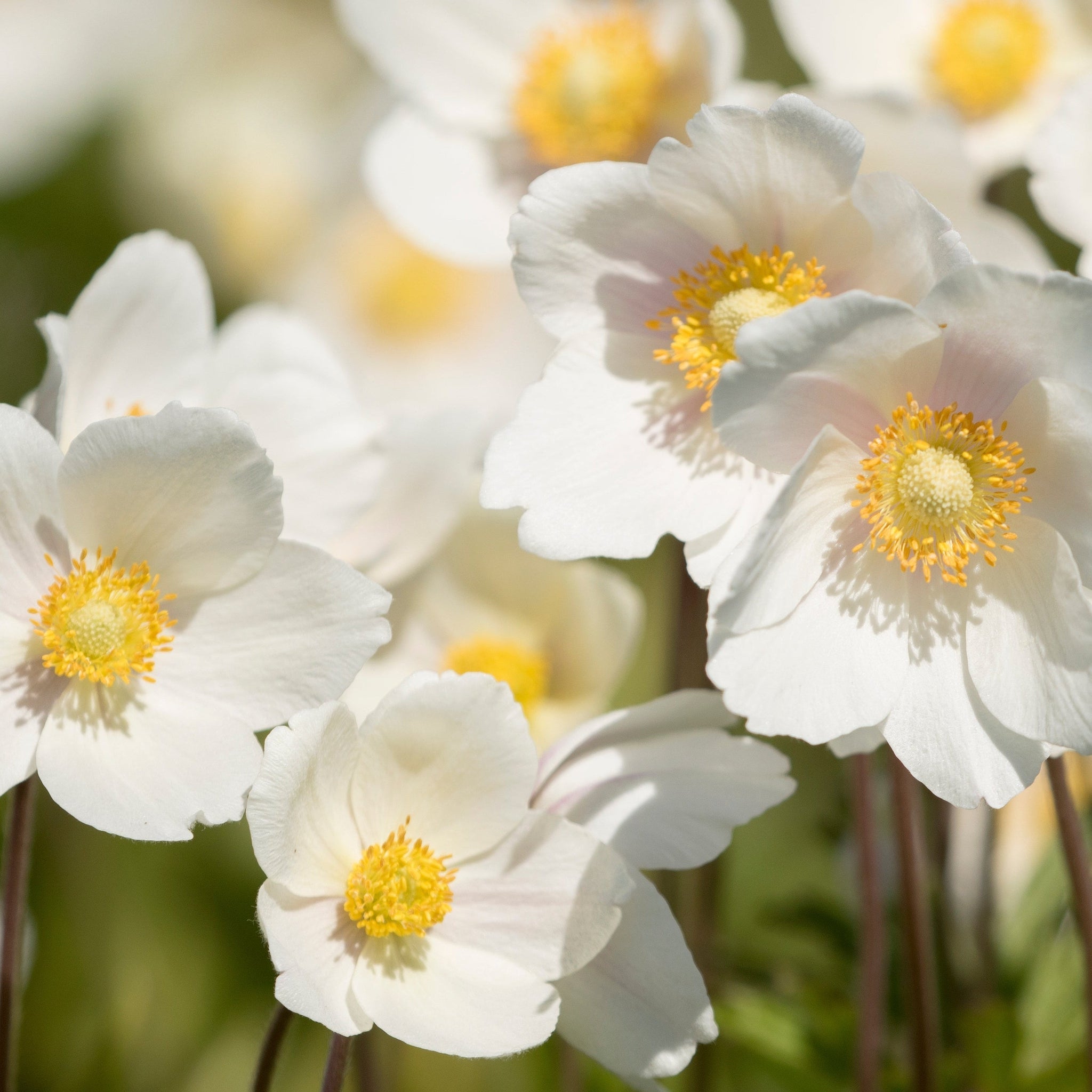 4 x White Flowering Perennials – 9cm Pots