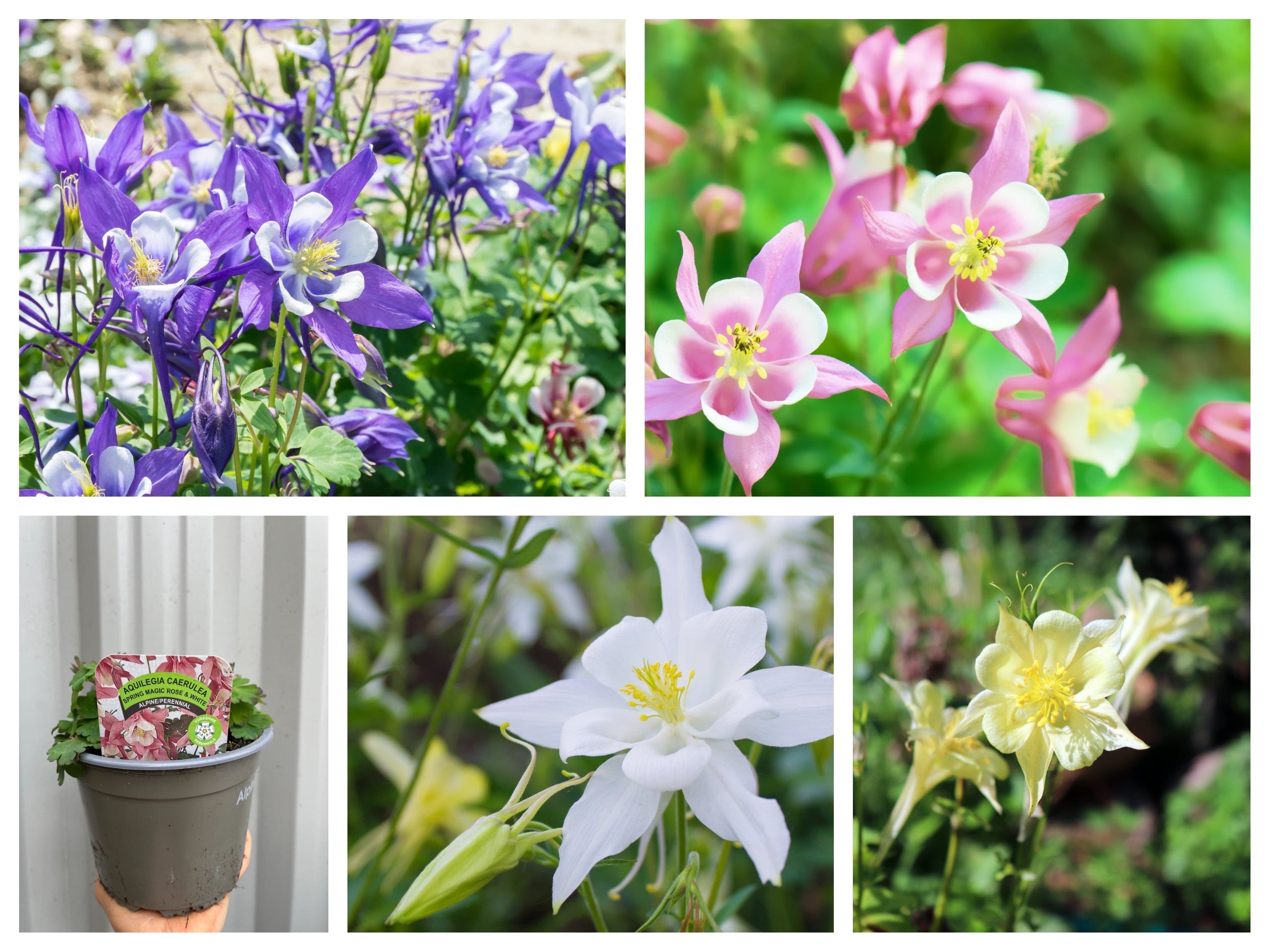 SPECIAL OFFER: Aquilegia Mix (5 Plants - 1.5L Pots)