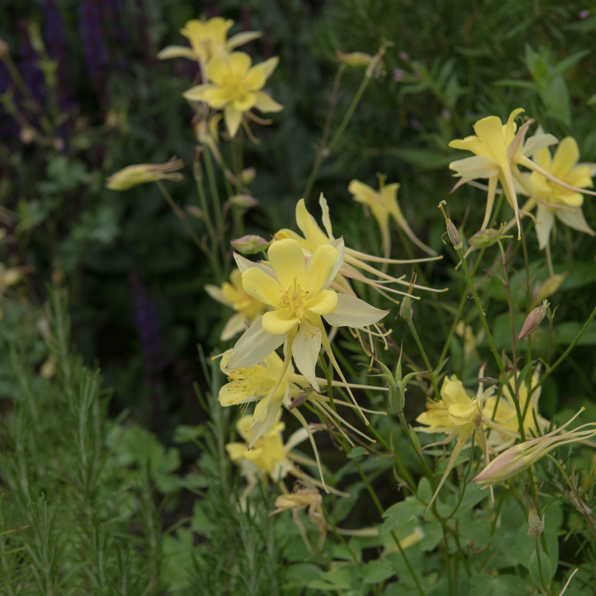 Aquilegia 'Spring Magic Yellow'