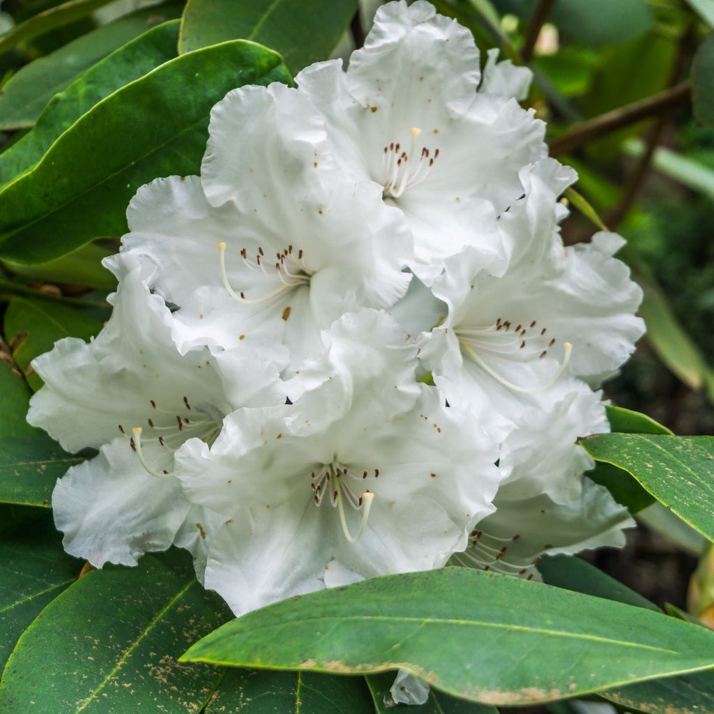 Rhododendron Dwarf White ‘Arctic Tern’ 2L