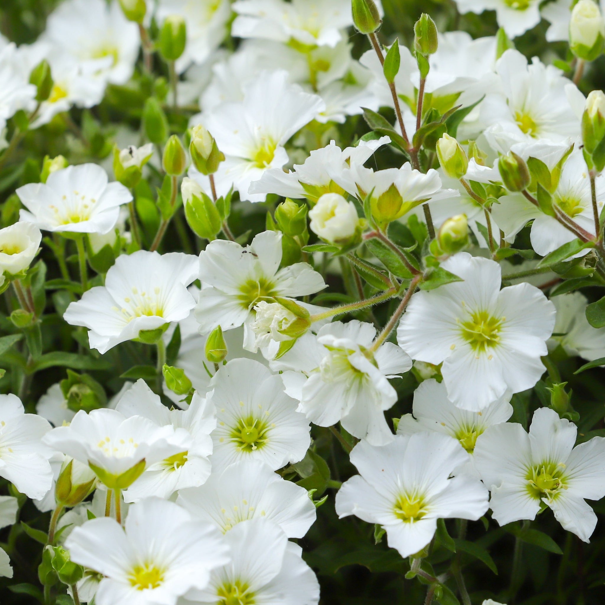 Arenaria montana  'Summer White Compact' 1.5L