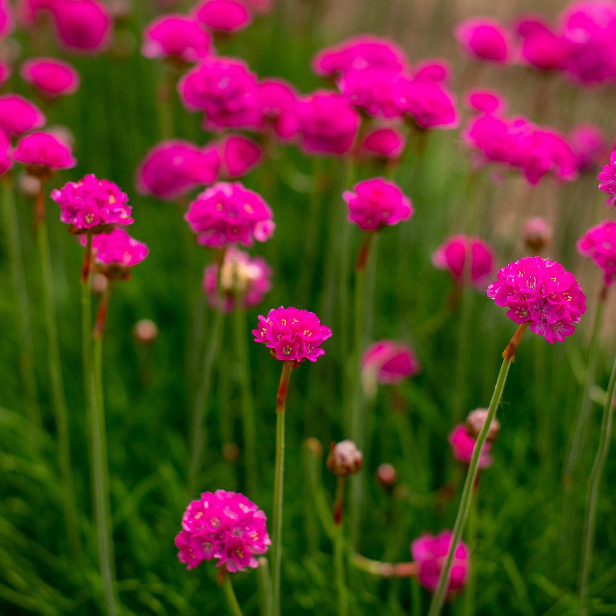 Armeria martima Deep Rose 1L