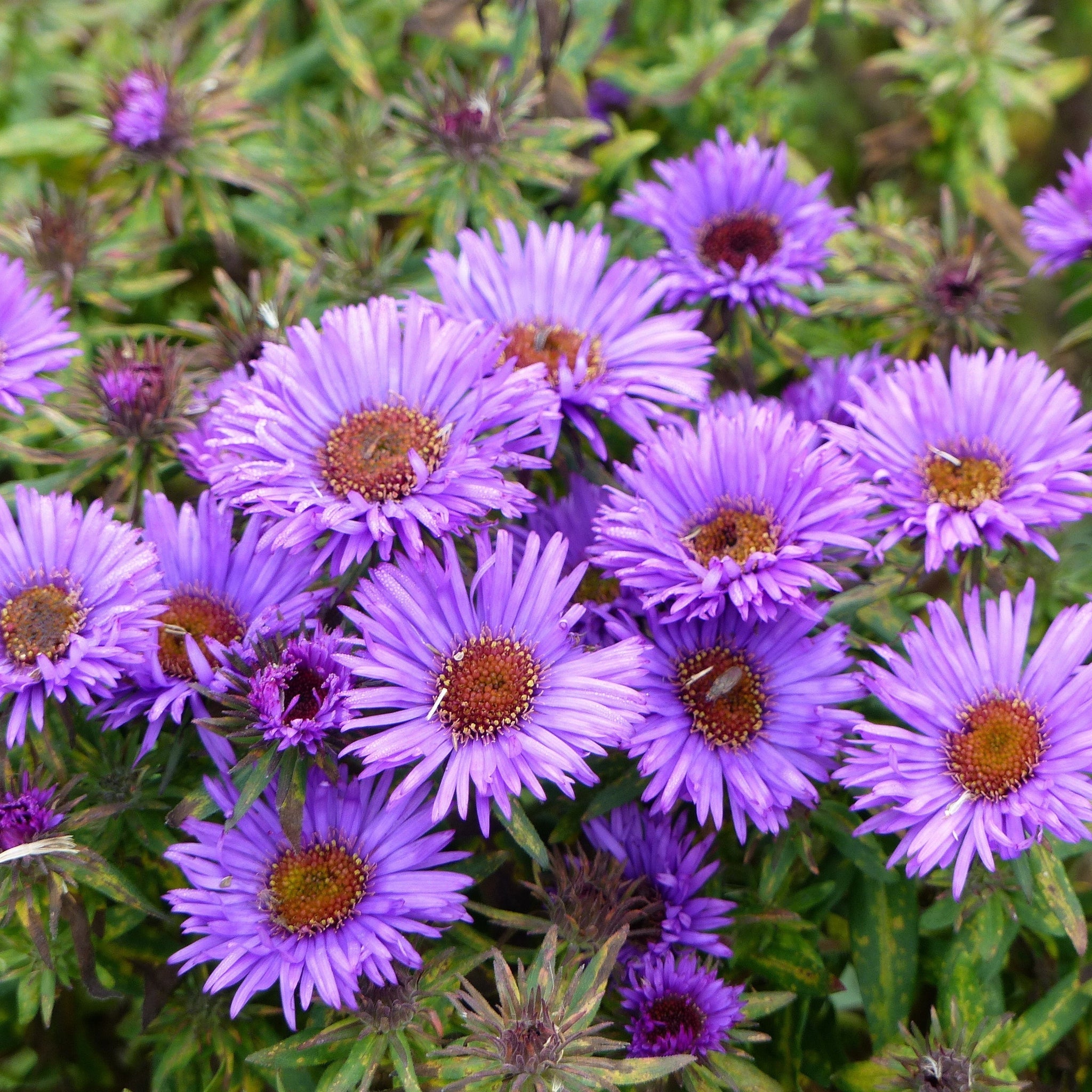Aster novi-belgii  'Lady in Blue' 9cm