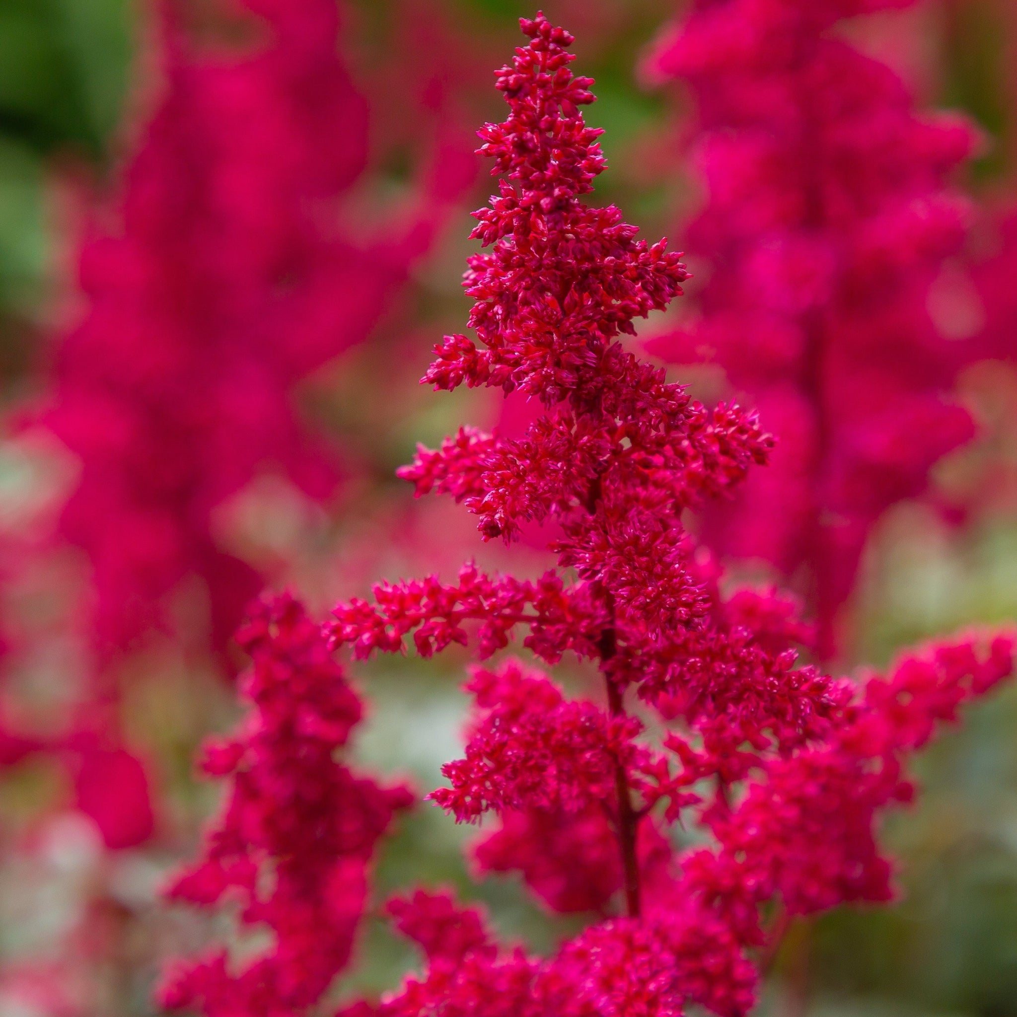 Astilbe 'Visions in Red' 1.5L
