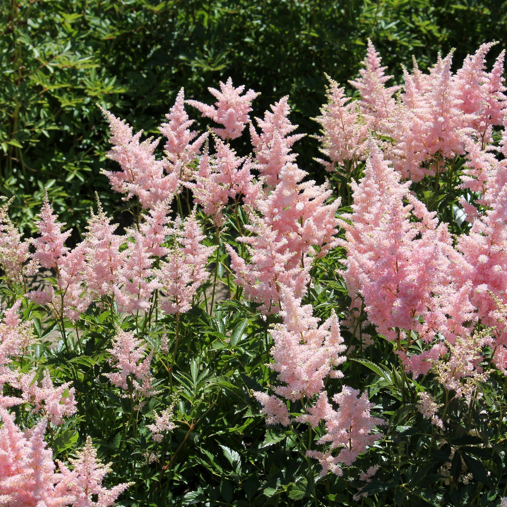 Astilbe Pink 2L