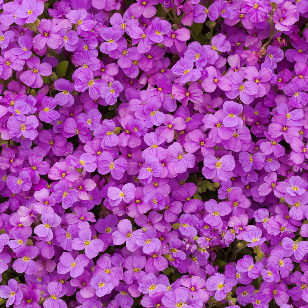 Aubretia hybrida axcent antique - Deep Purple 1.5L