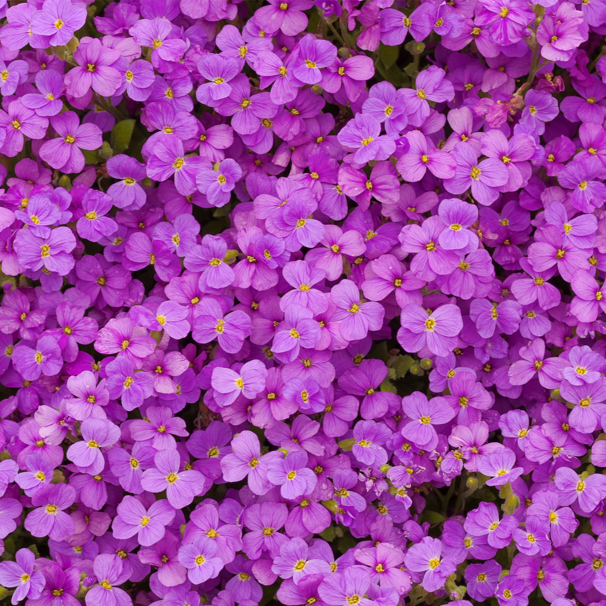 Aubretia hybrida axcent antique - Deep Purple 1.5L