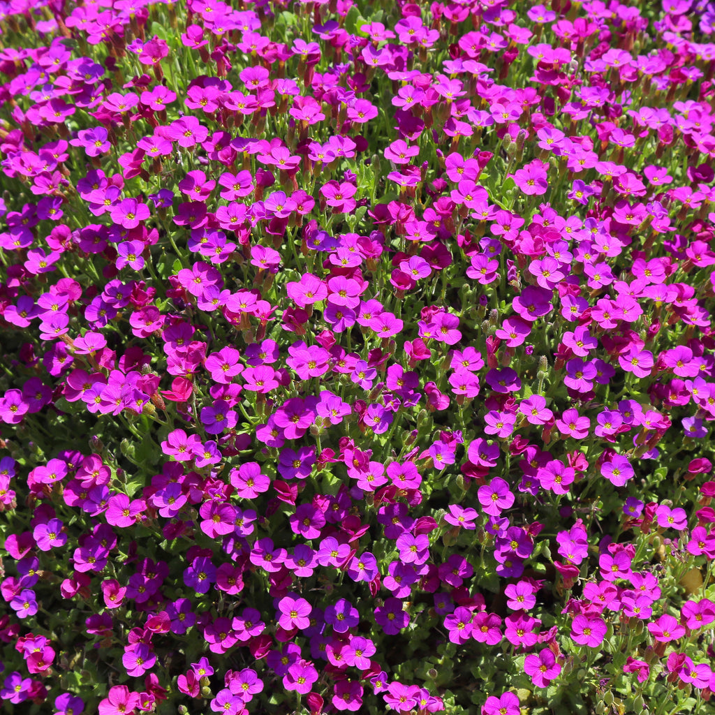 Aubretia hybrida axcent antique - Rose 1.5L