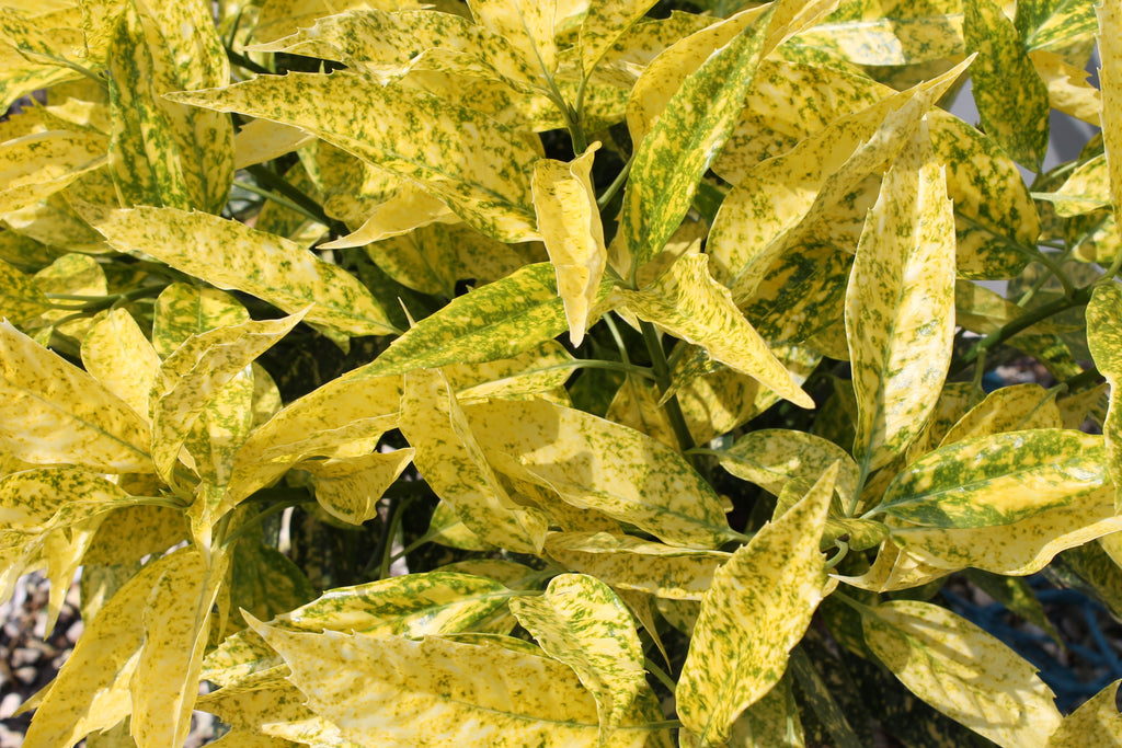 Aucuba 'Golden Girl' 9cm