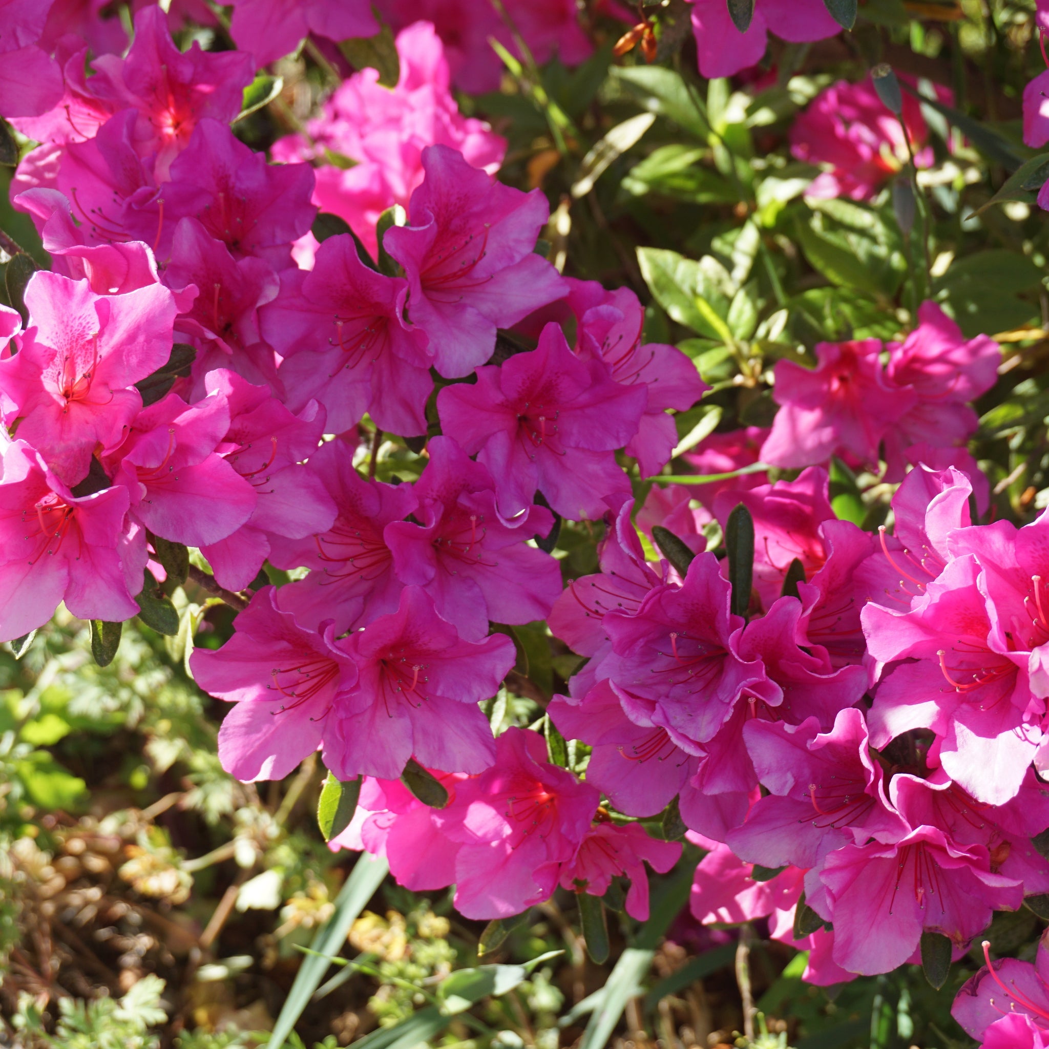 Azalea 'Madamme Van Hecke' 2/5L