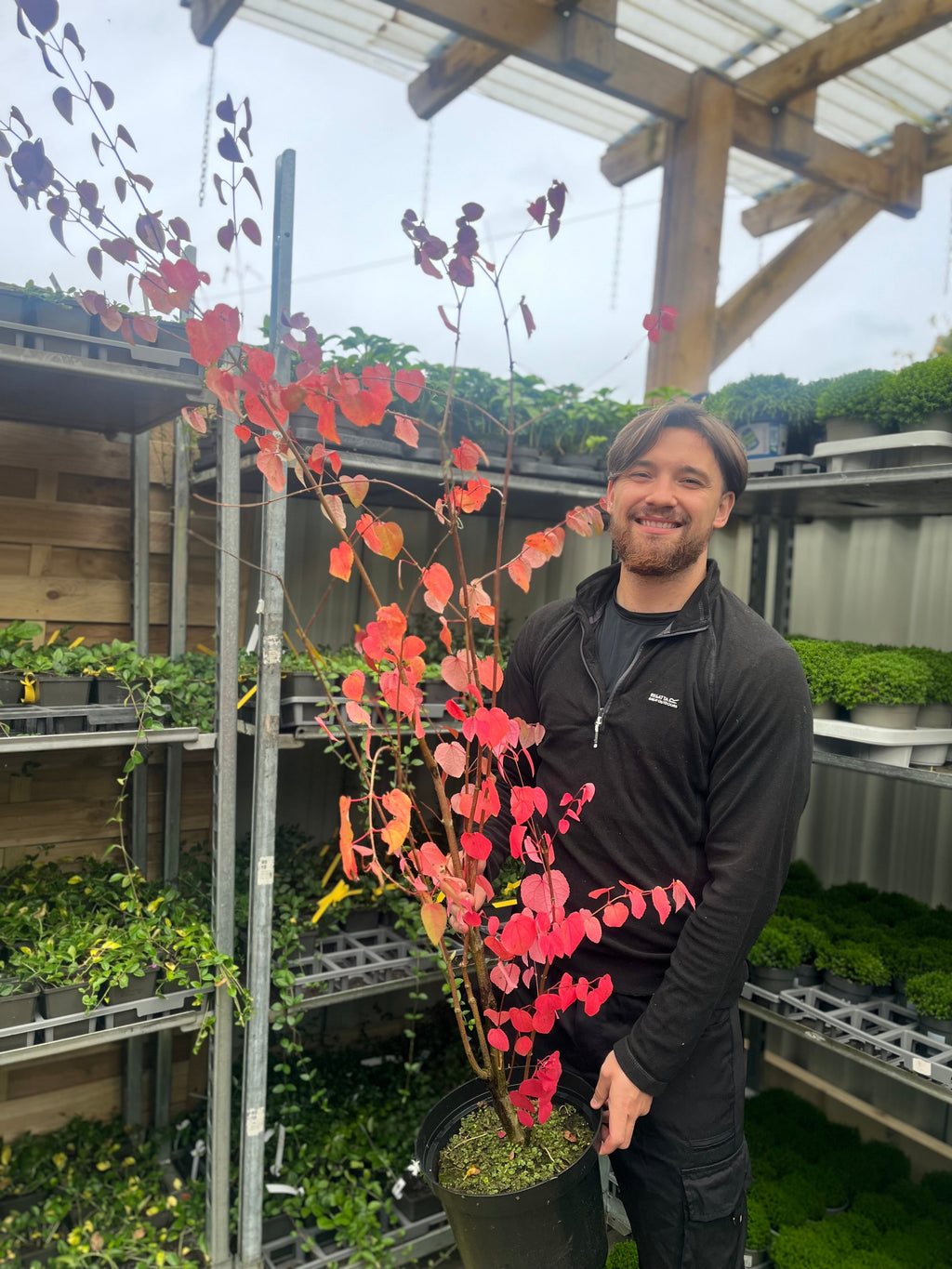 Cercidiphyllum japonicum Katsura 7.5L