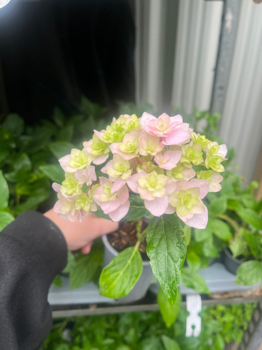 Hydrangea 'Together' 9cm