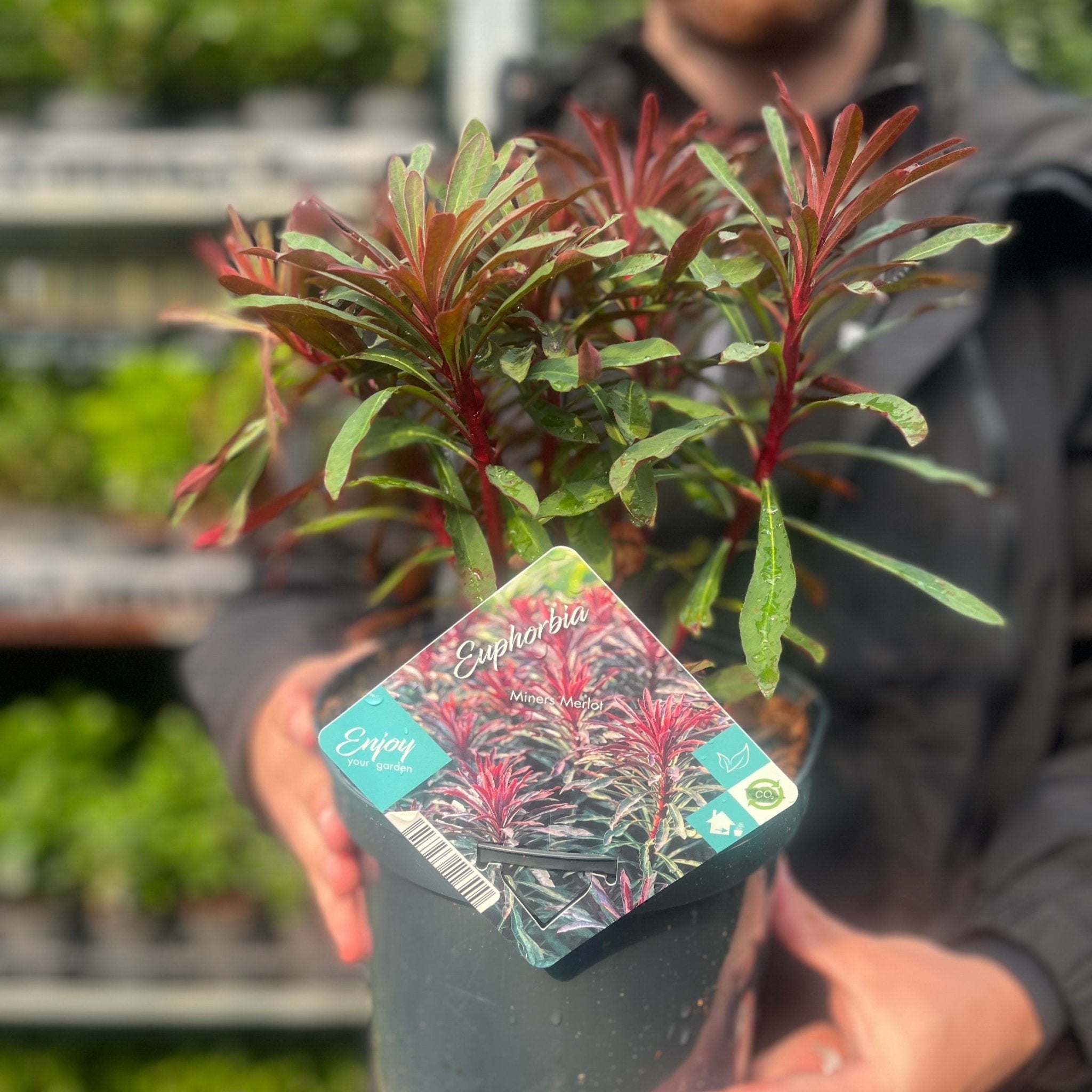Euphorbia 'Miners Merlot' 9cm/2L