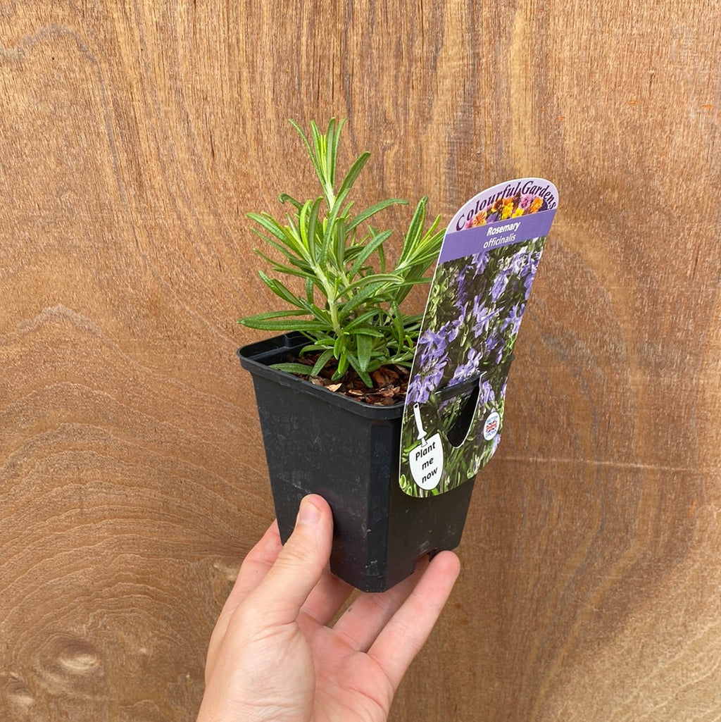 Rosemary officinalis (8cm/1.5L)