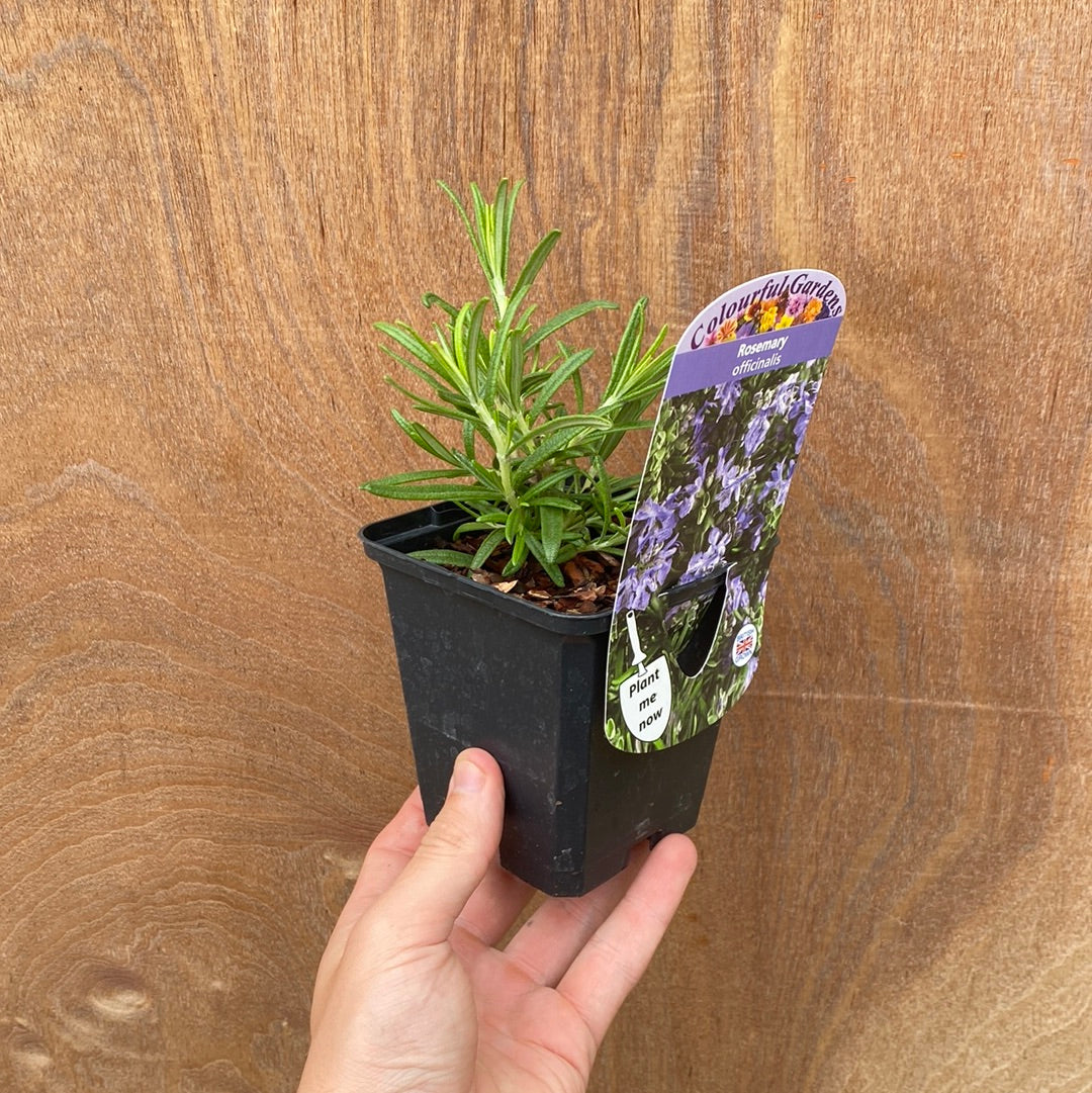 Rosemary officinalis (8cm/1.5L)