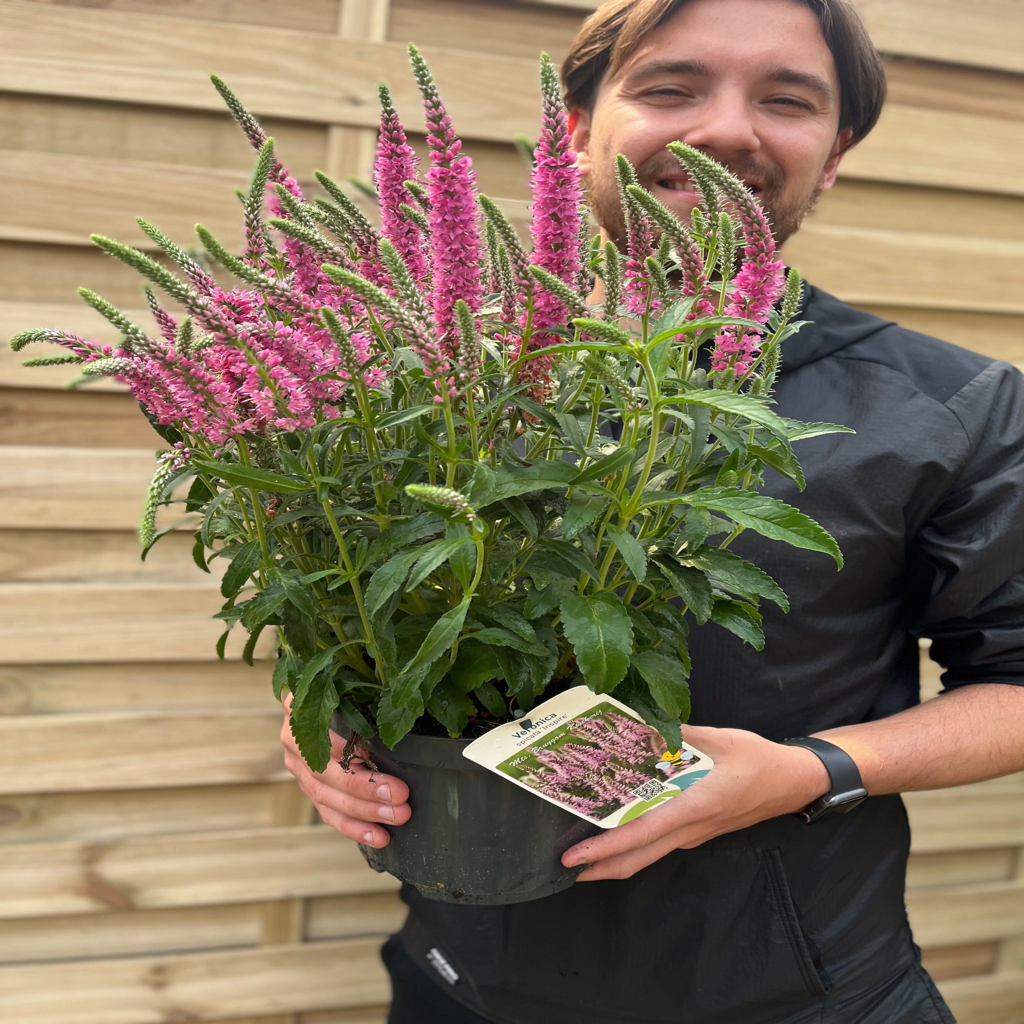 Veronica spicata 'Inspire' Rose 3L
