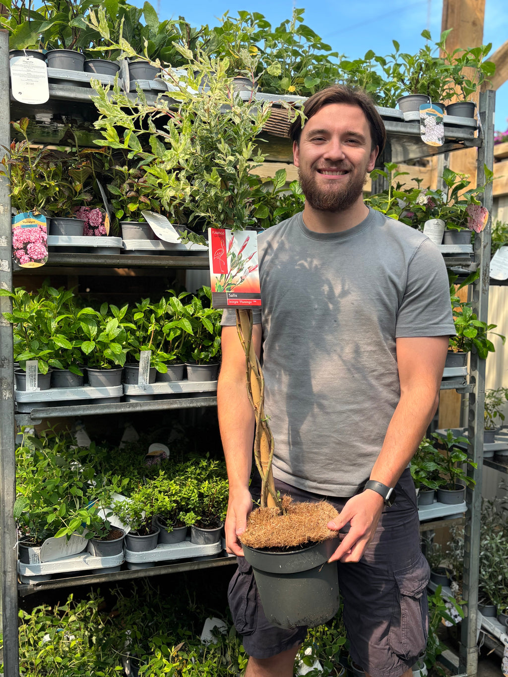 Salix intergra 'Hakuro - Nishiki'  Flamingo Dwarf Willow Tree BRAIDED