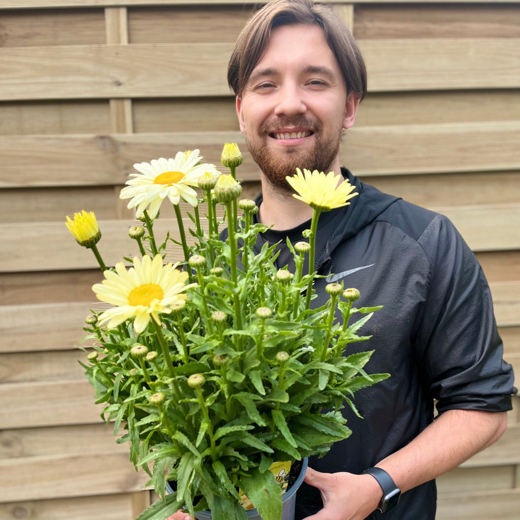 Leucanthemum 'Gelb' 3L