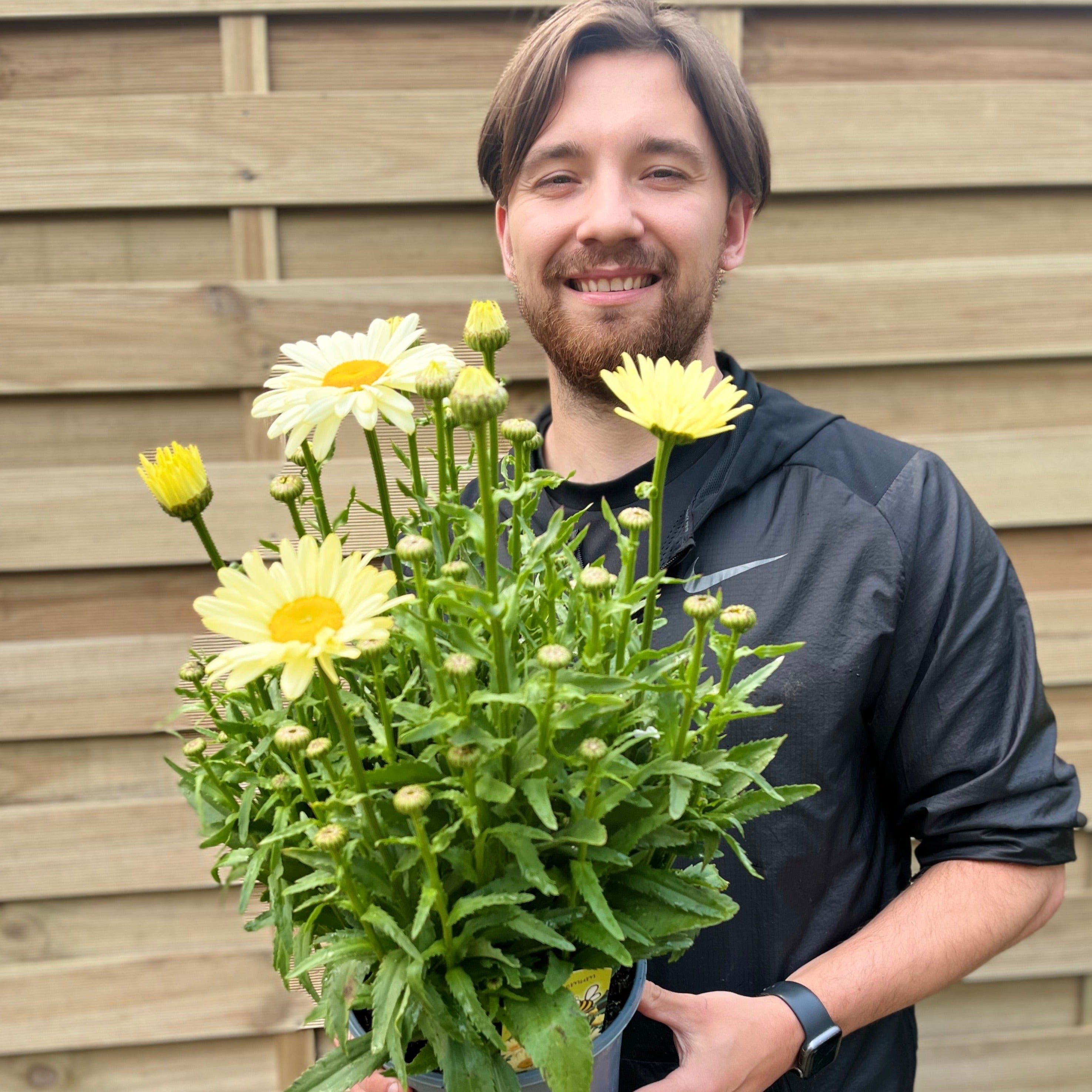Leucanthemum 'Gelb' 3L
