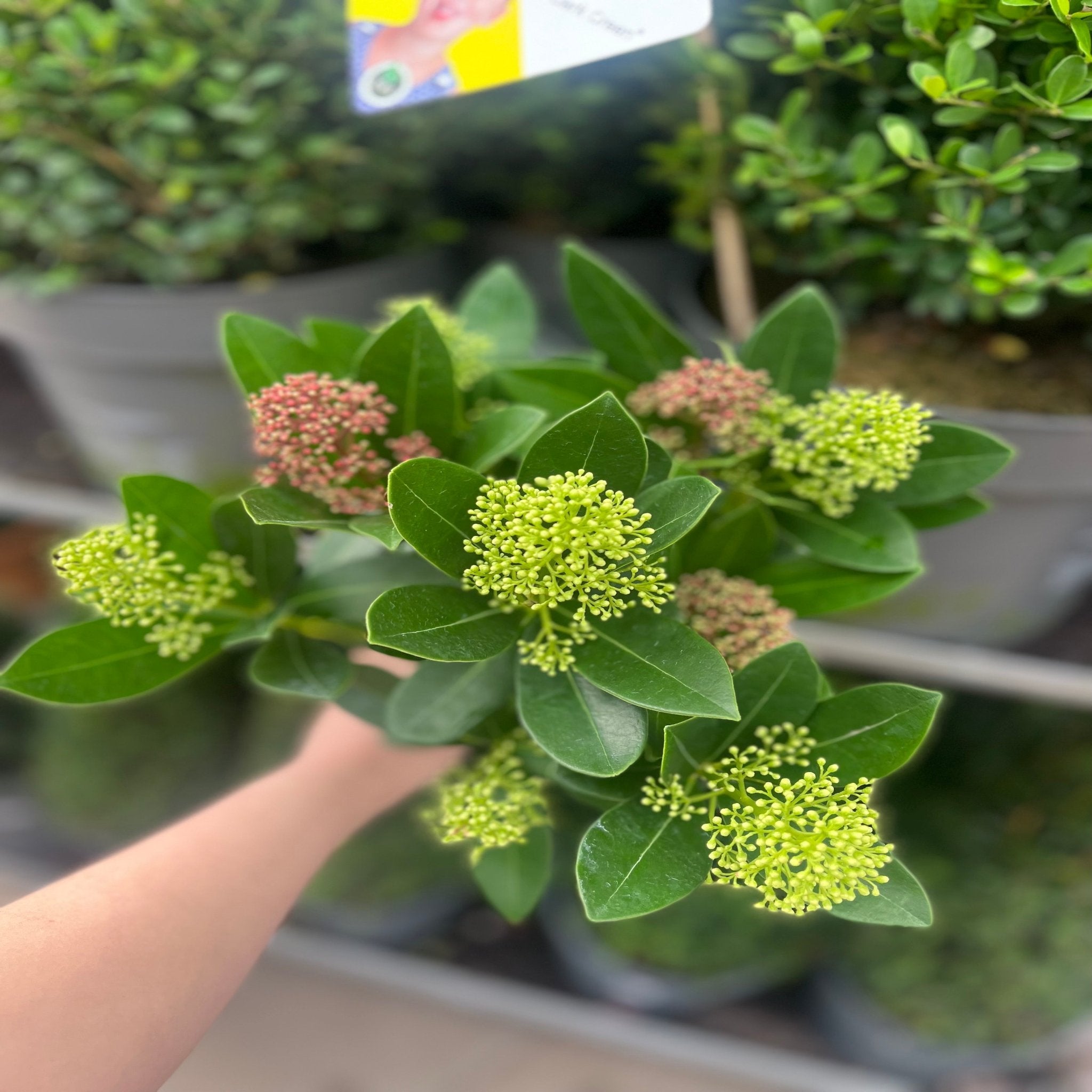 Skimmia Double Diamond 10.5cm/2L