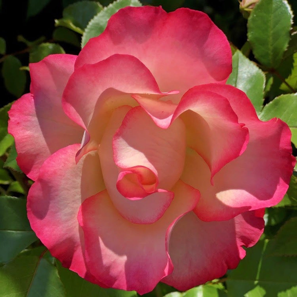 Rose Birthday Girl ‘Meilasso’ | Floribunda Rose | 4L Potted Rose (PRE ORDER DECEMBER '25)