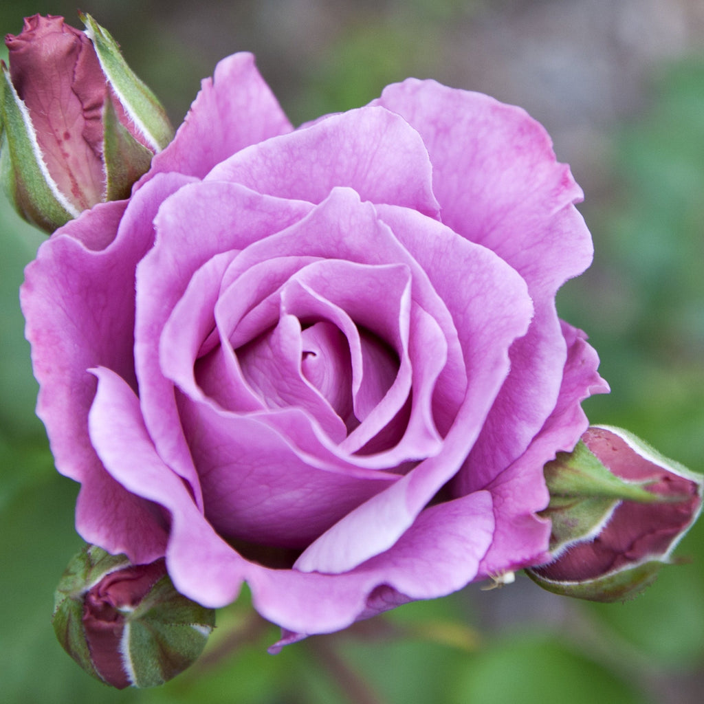 Blue Moon Rose | Climbing Rose | 4L Potted Rose (PRE ORDER DECEMBER '25)