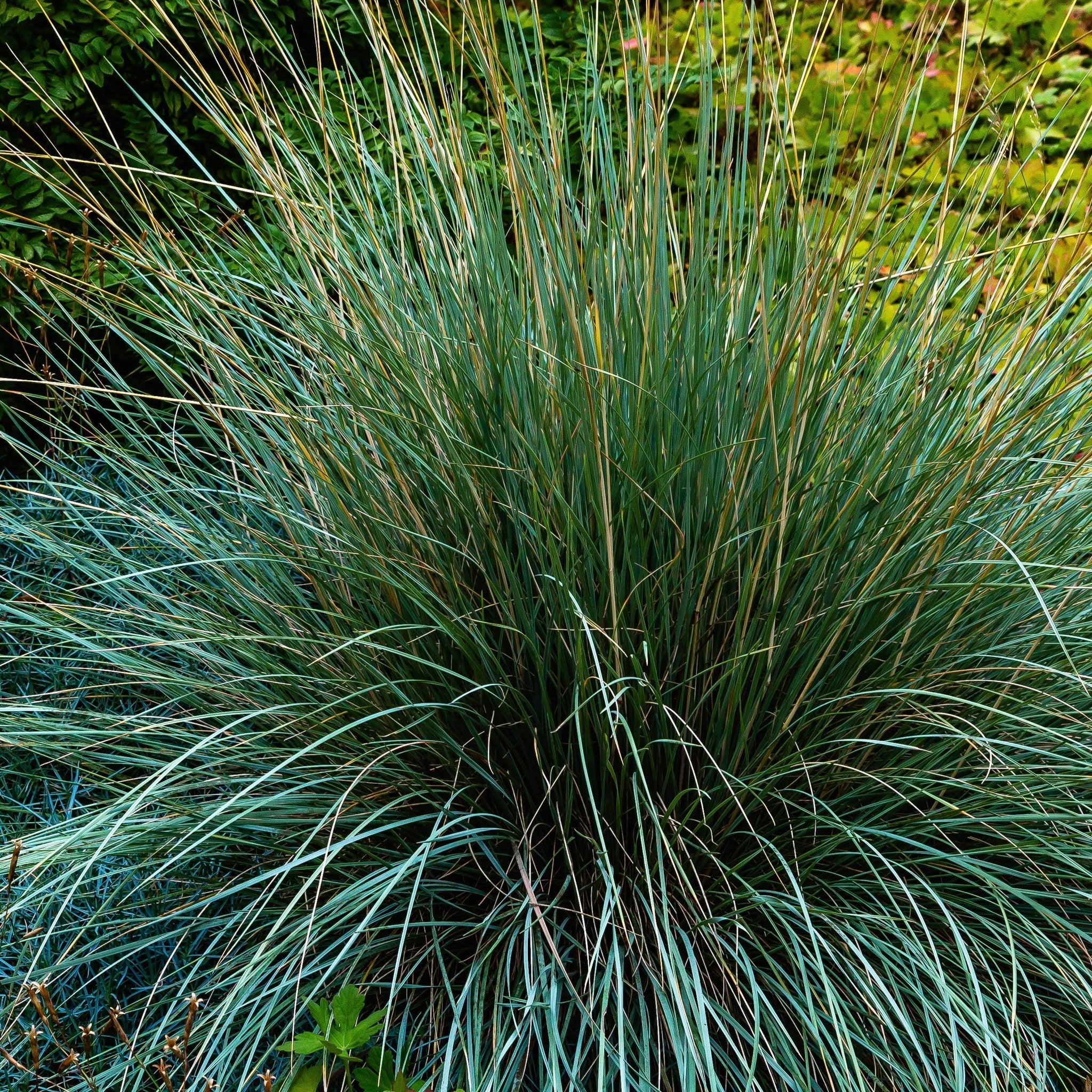 Blue Grass - Festuca Elijah Blue